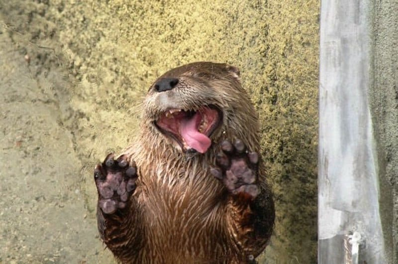 Otter